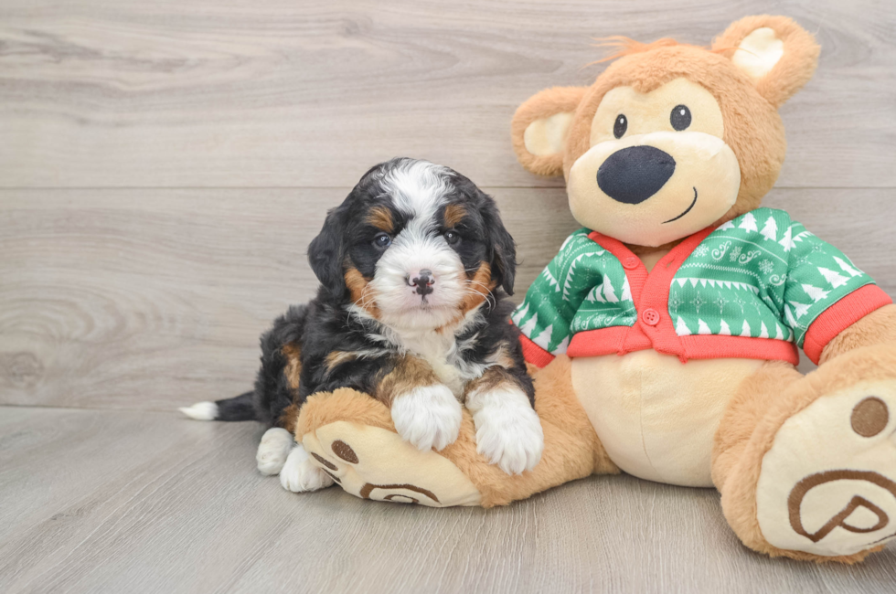 5 week old Mini Bernedoodle Puppy For Sale - Puppy Love PR