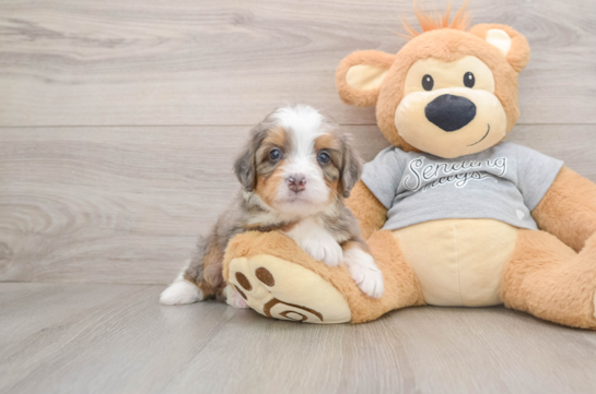 Mini Bernedoodle Pup Being Cute