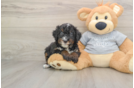 Mini Bernedoodle Puppy for Adoption