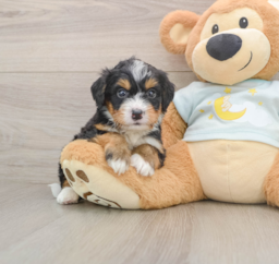 5 week old Mini Bernedoodle Puppy For Sale - Puppy Love PR