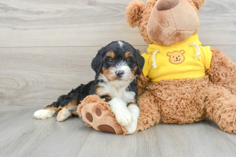 Mini Bernedoodle Puppy for Adoption
