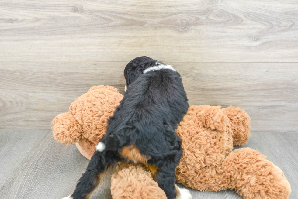 Hypoallergenic Bernadoodle Poodle Mix Puppy
