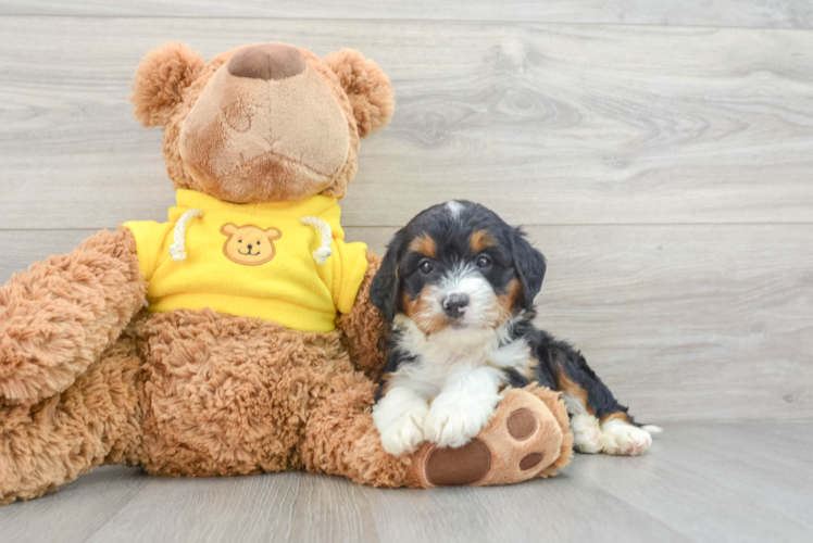 Mini Bernedoodle Puppy for Adoption
