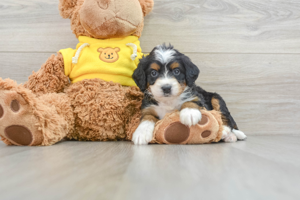 Best Mini Bernedoodle Baby