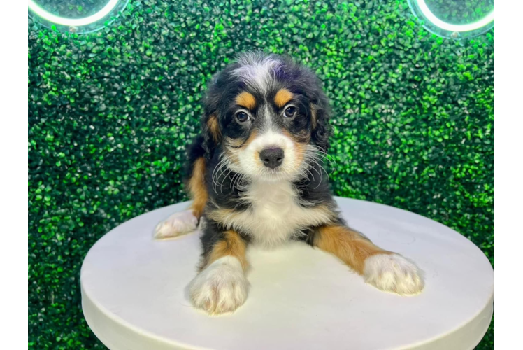 Mini Bernedoodle Pup Being Cute