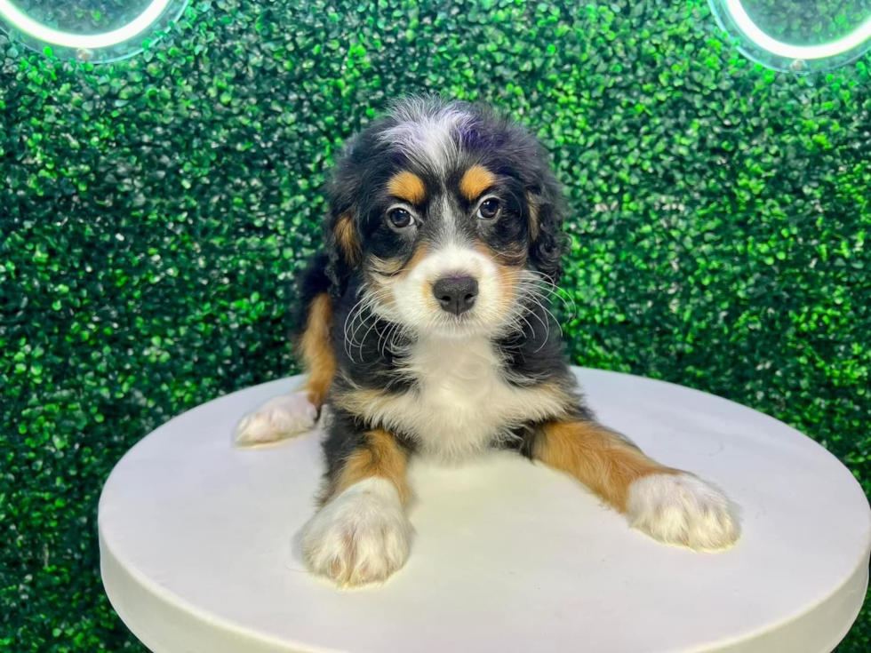 Mini Bernedoodle Pup Being Cute