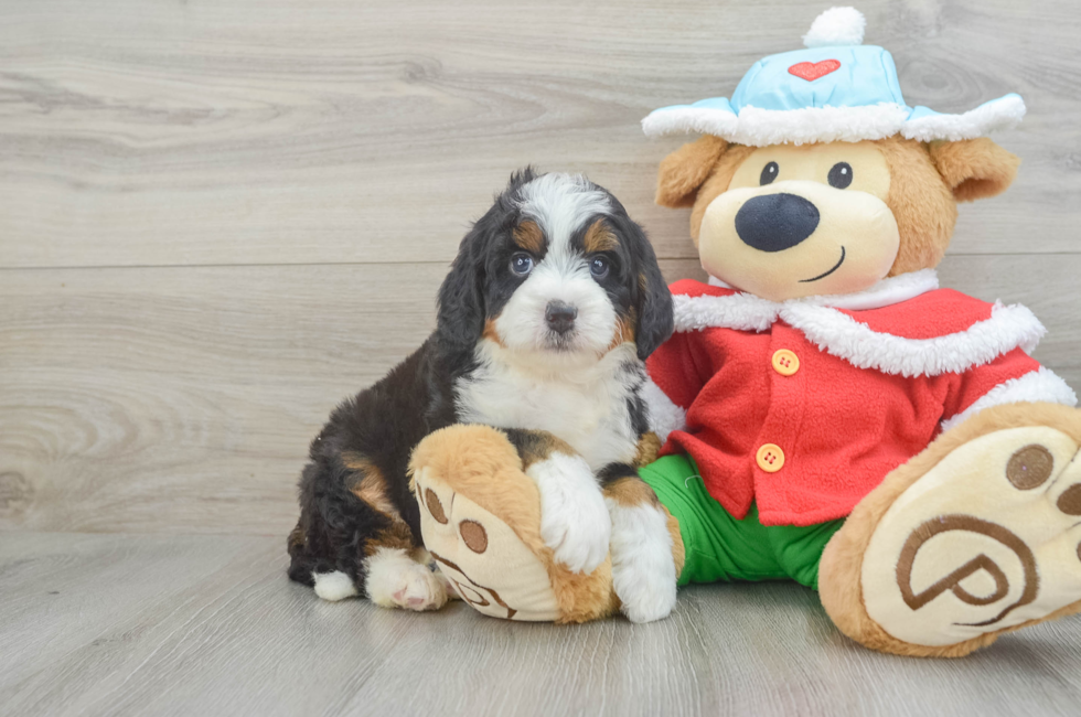 6 week old Mini Bernedoodle Puppy For Sale - Puppy Love PR