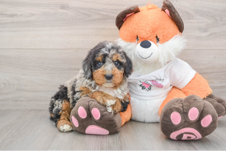 Mini Bernedoodle Pup Being Cute
