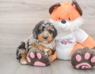 7 week old Mini Bernedoodle Puppy For Sale - Puppy Love PR