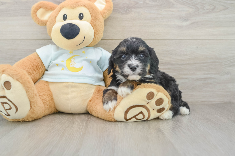 Best Mini Bernedoodle Baby