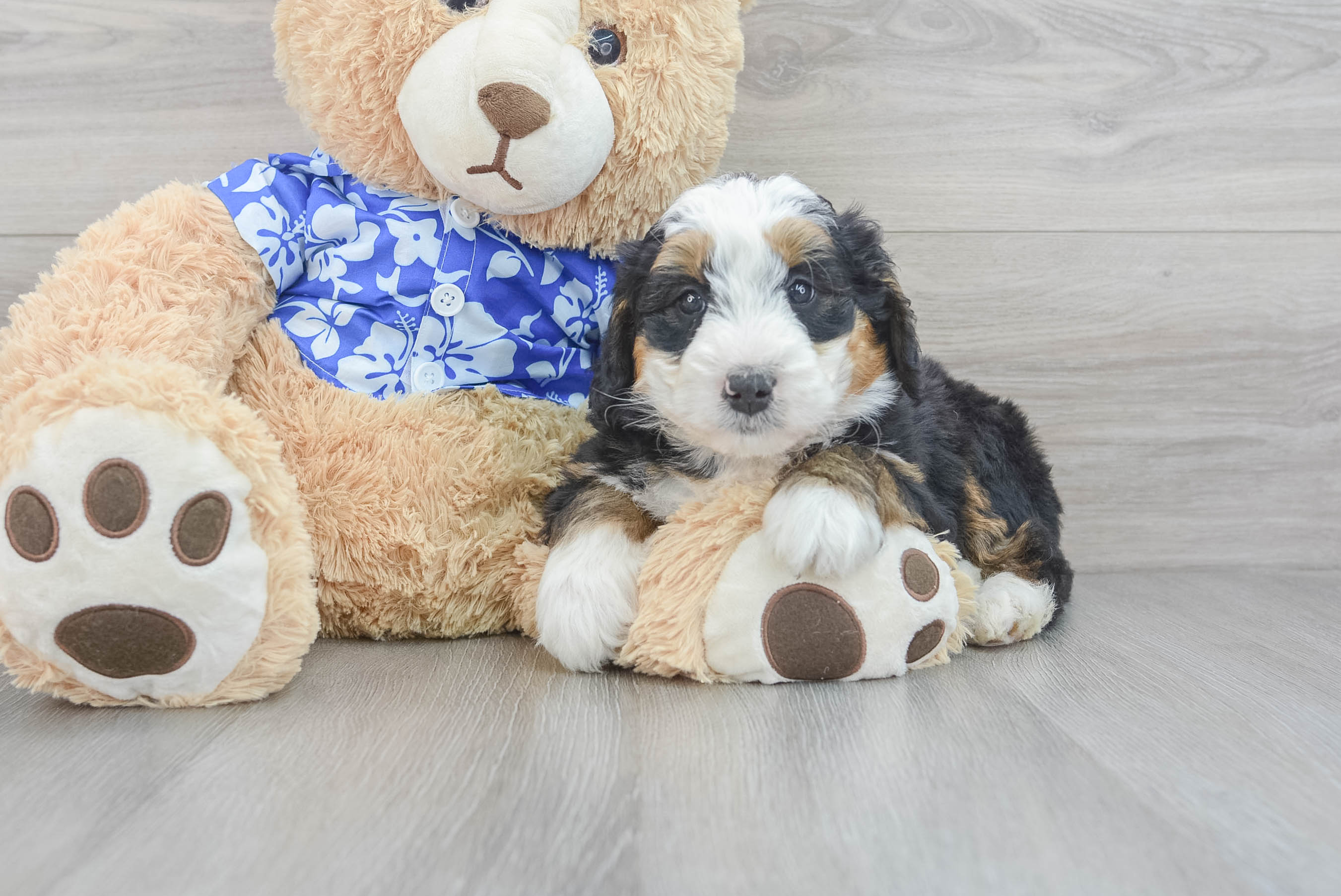 Playful Bernadoodle Poodle Mix Puppy
