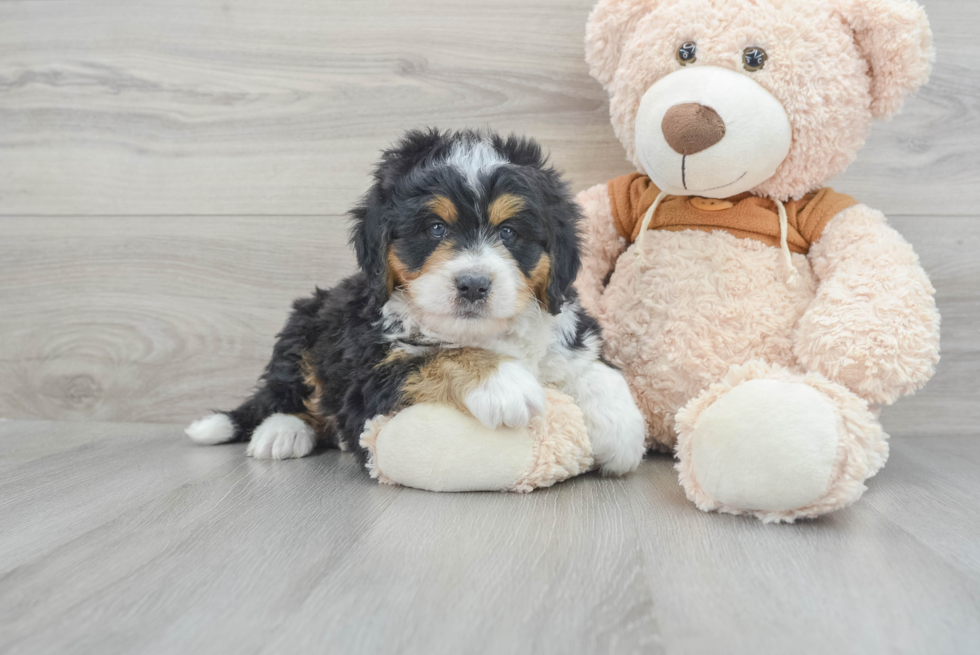 Small Mini Bernedoodle Baby