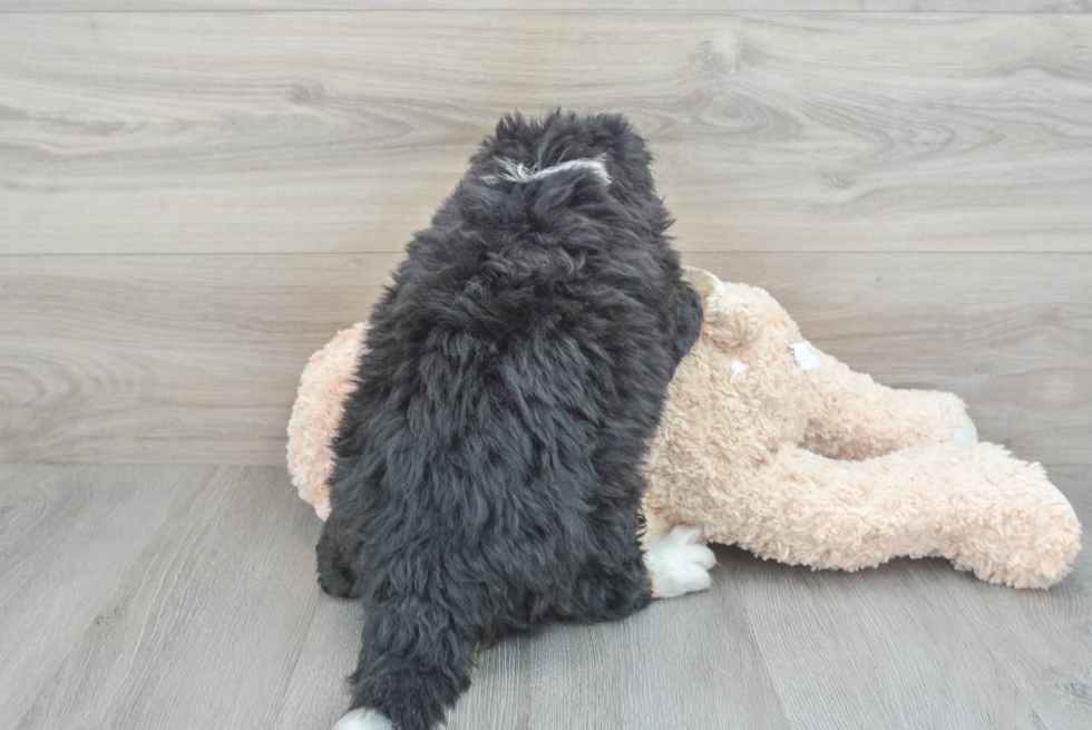 Playful Mini Berniedoodle Poodle Mix Puppy