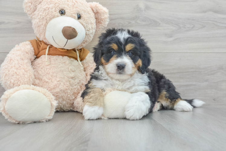 Mini Bernedoodle Puppy for Adoption