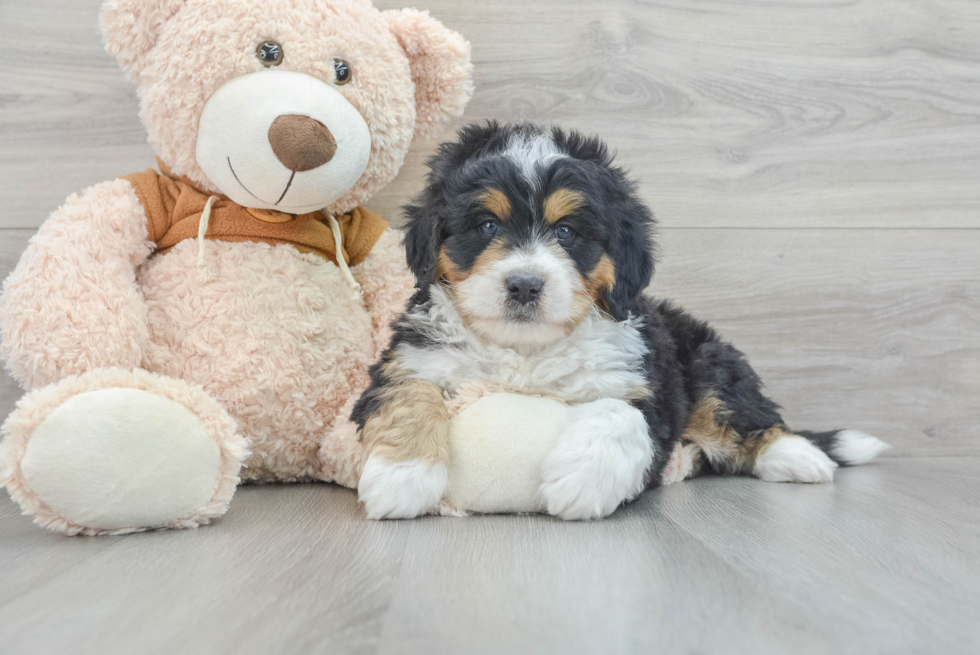 Mini Bernedoodle Puppy for Adoption