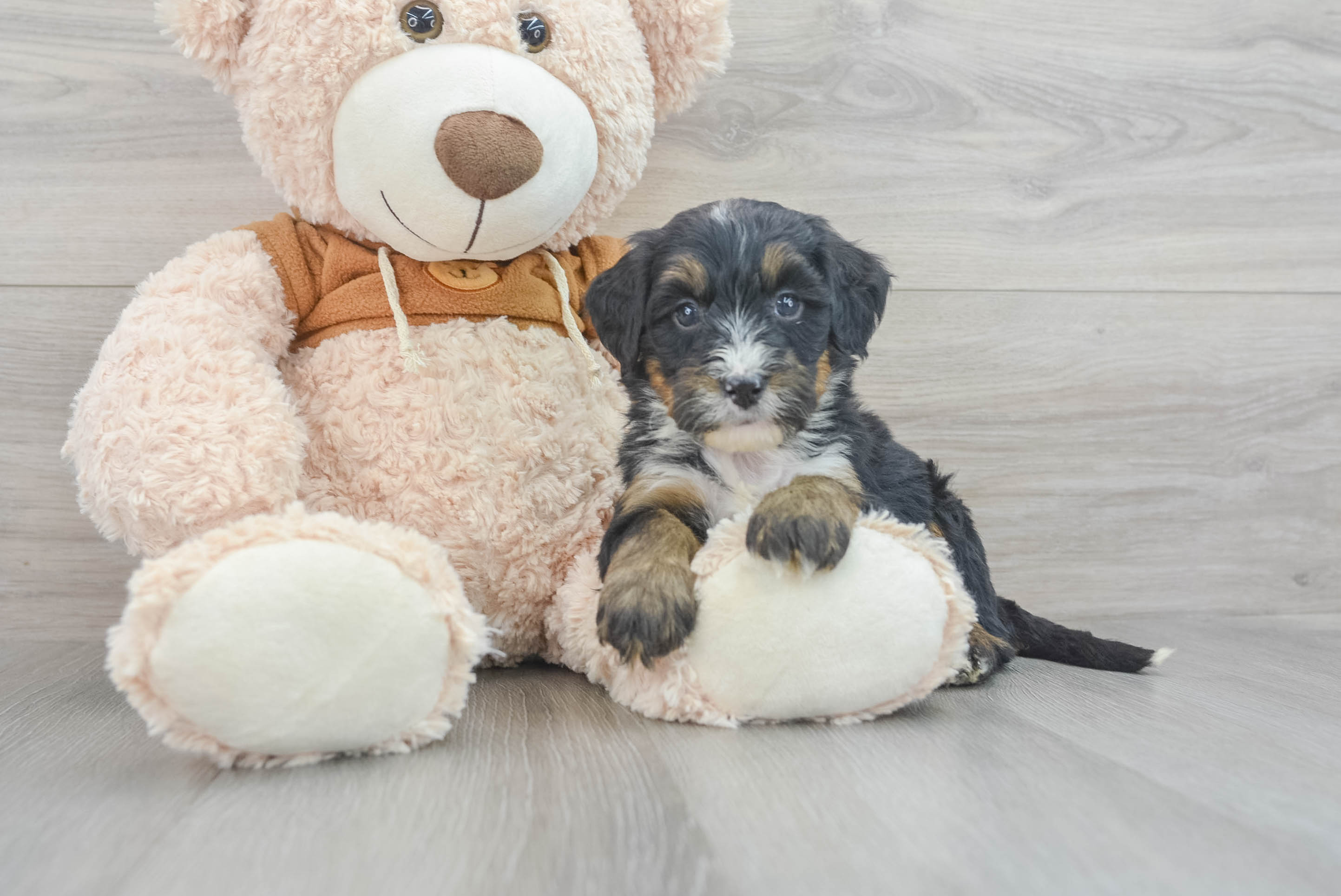 Best Mini Bernedoodle Baby