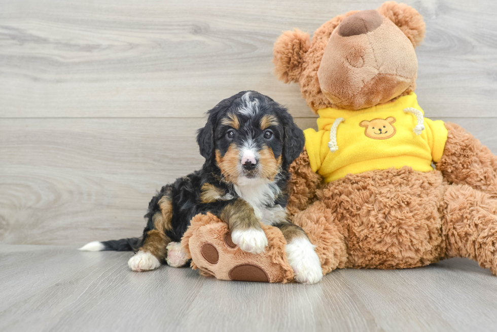 Sweet Mini Bernedoodle Baby