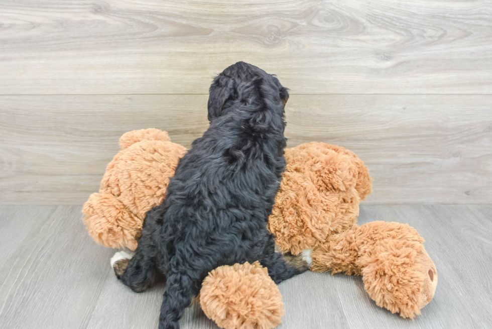 Small Mini Bernedoodle Baby