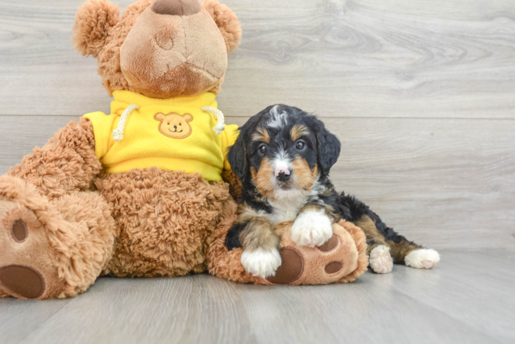Meet Angus - our Mini Bernedoodle Puppy Photo 1/3 - Puppy Love PR Mini Bernedoodle Puppy for Adoption