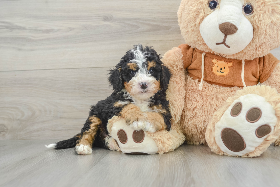 Best Mini Bernedoodle Baby