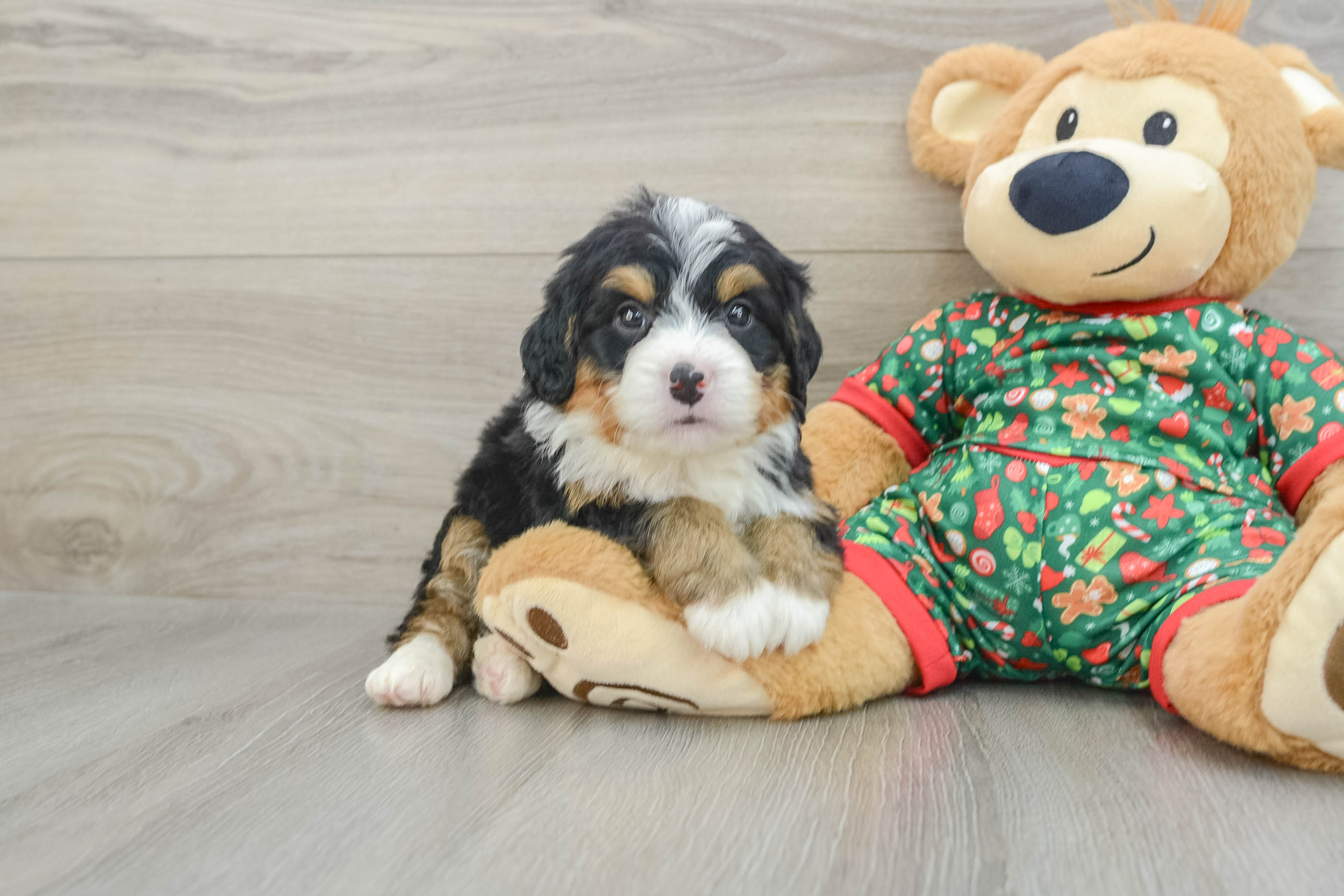 Petite Mini Bernedoodle Poodle Mix Pup