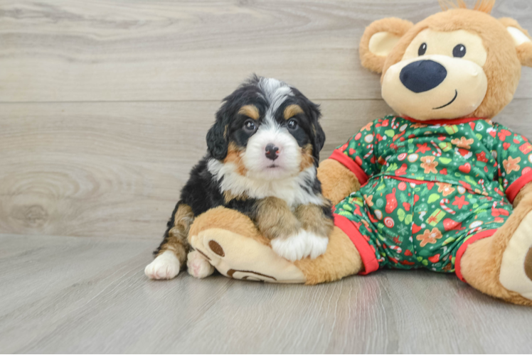 Meet Angus - our Mini Bernedoodle Puppy Photo 1/3 - Puppy Love PR Petite Mini Bernedoodle Poodle Mix Pup