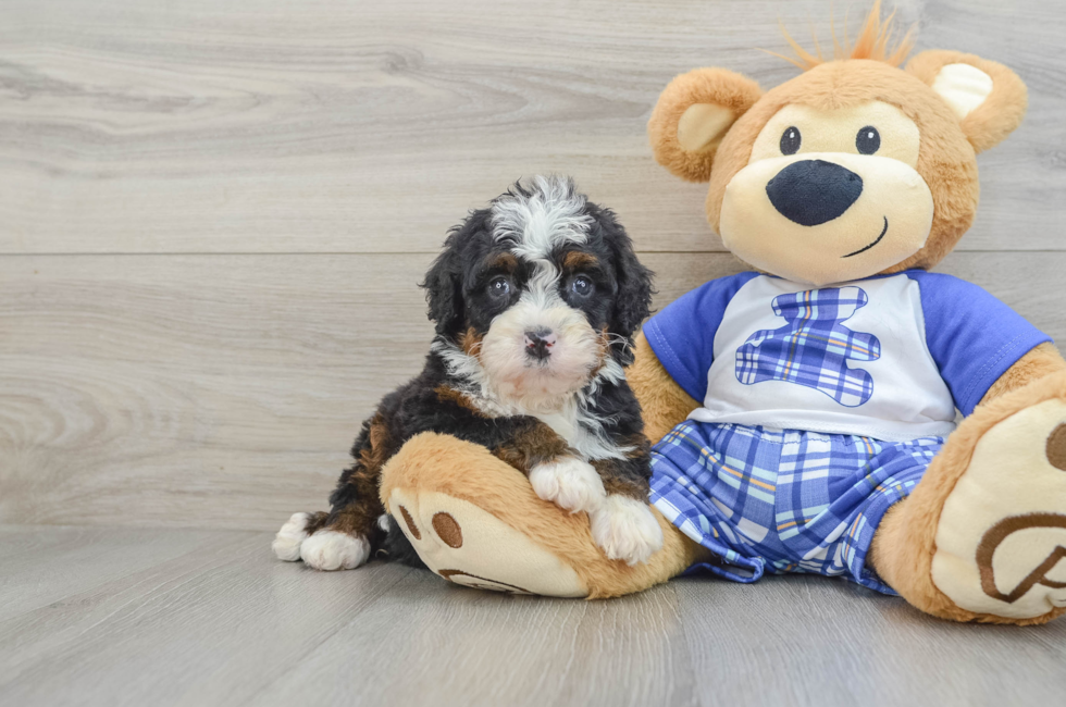 6 week old Mini Bernedoodle Puppy For Sale - Puppy Love PR