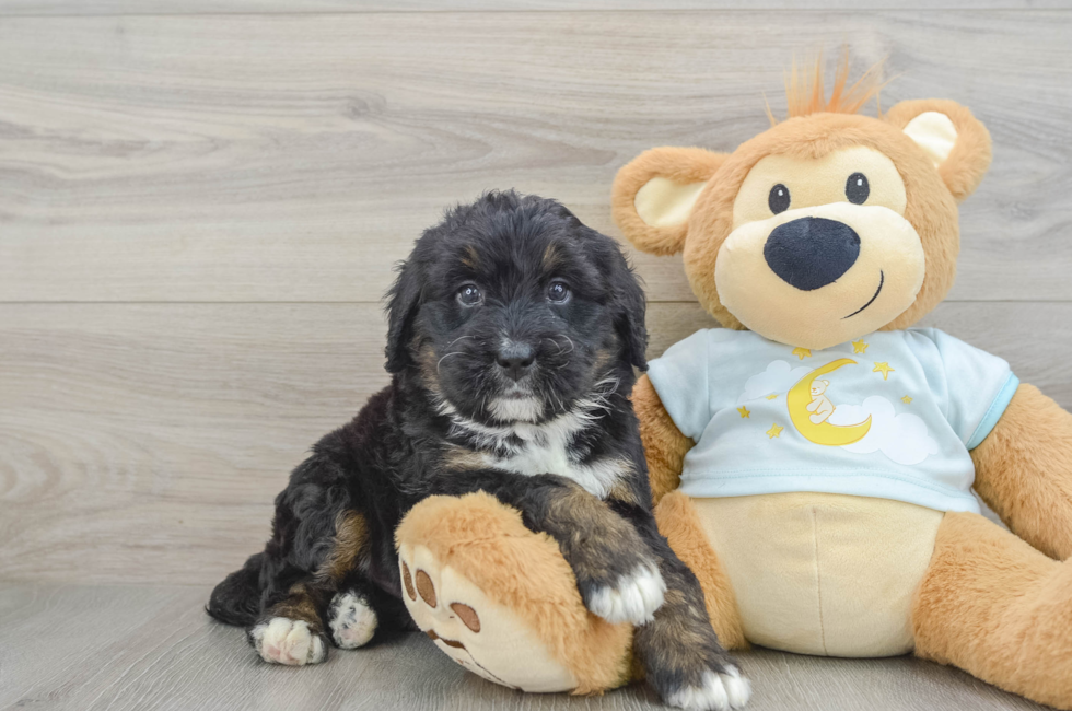 6 week old Mini Bernedoodle Puppy For Sale - Puppy Love PR