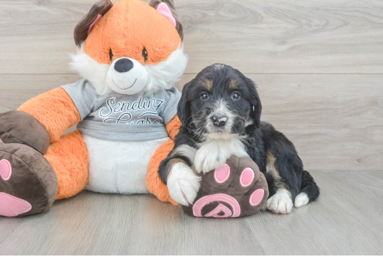 Sweet Mini Bernedoodle Baby