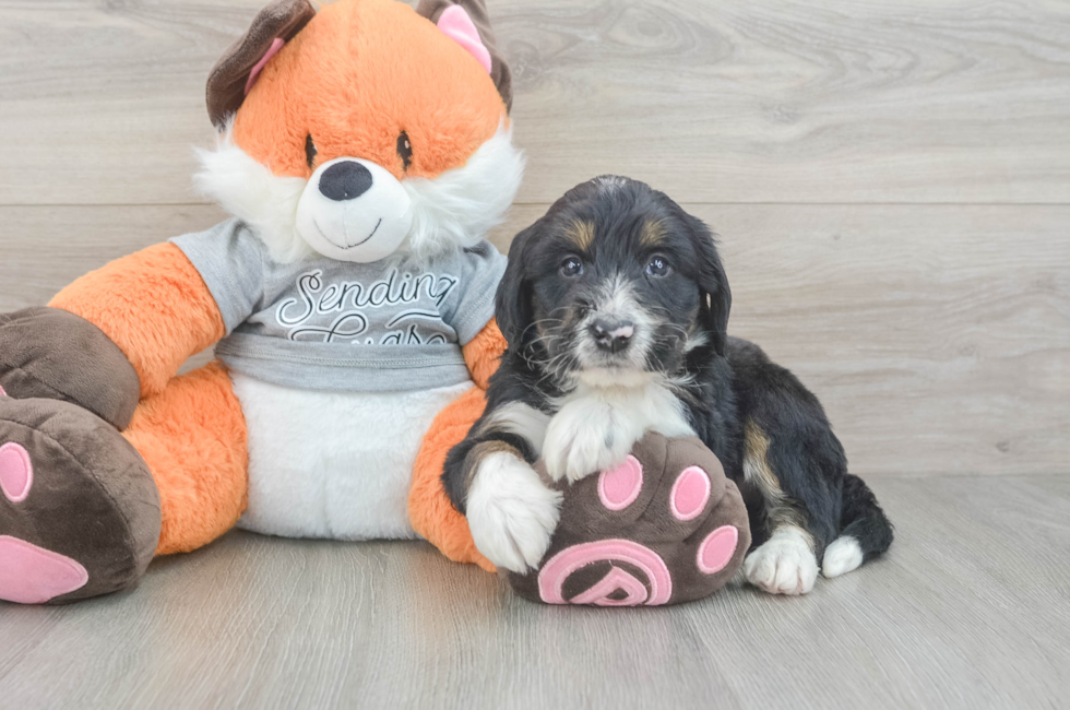 5 week old Mini Bernedoodle Puppy For Sale - Puppy Love PR