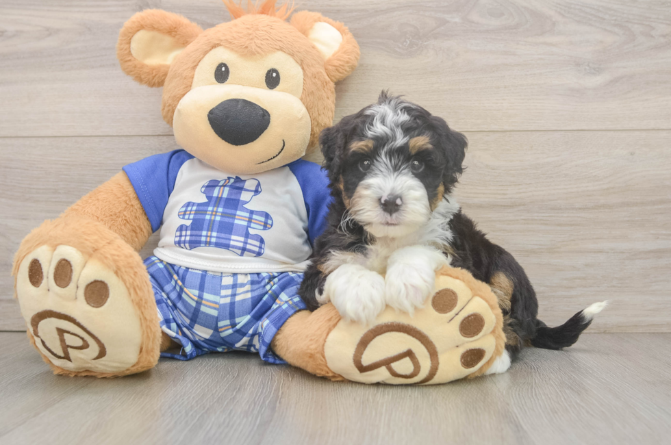 6 week old Mini Bernedoodle Puppy For Sale - Puppy Love PR