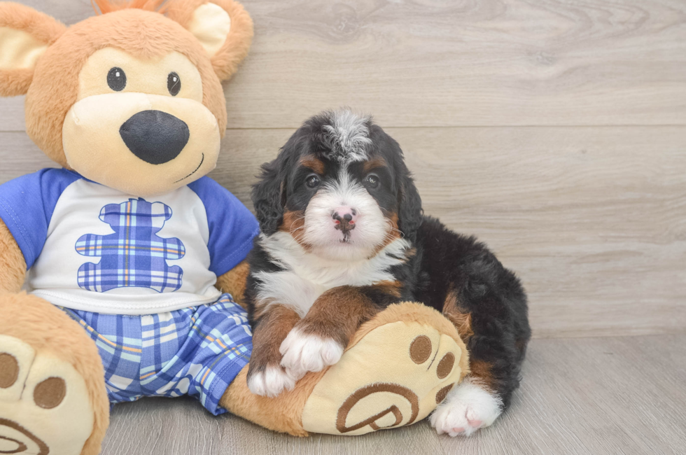 5 week old Mini Bernedoodle Puppy For Sale - Puppy Love PR