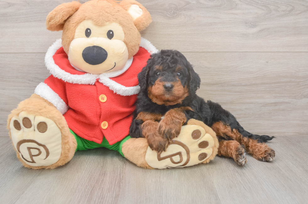 6 week old Mini Bernedoodle Puppy For Sale - Puppy Love PR