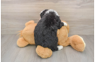 Best Mini Bernedoodle Baby