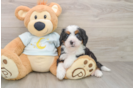 Popular Mini Bernedoodle Poodle Mix Pup
