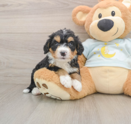 5 week old Mini Bernedoodle Puppy For Sale - Puppy Love PR