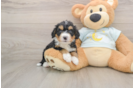 Best Mini Bernedoodle Baby