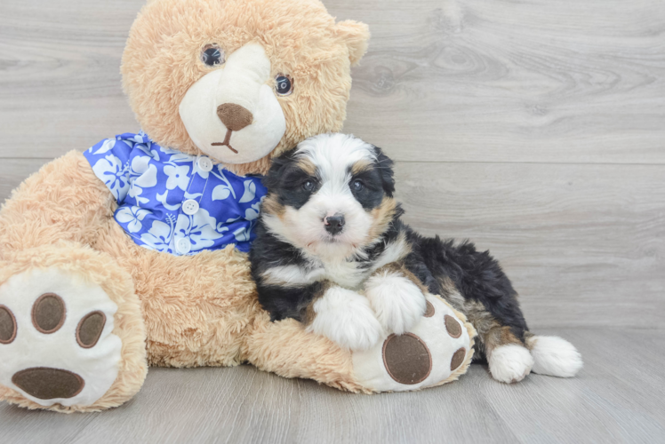 Meet Anika - our Mini Bernedoodle Puppy Photo 1/3 - Puppy Love PR Sweet Mini Bernedoodle Baby