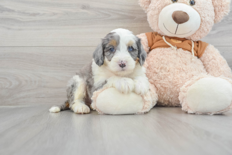 Meet Anika - our Mini Bernedoodle Puppy Photo 1/3 - Puppy Love PR Smart Mini Bernedoodle Poodle Mix Pup
