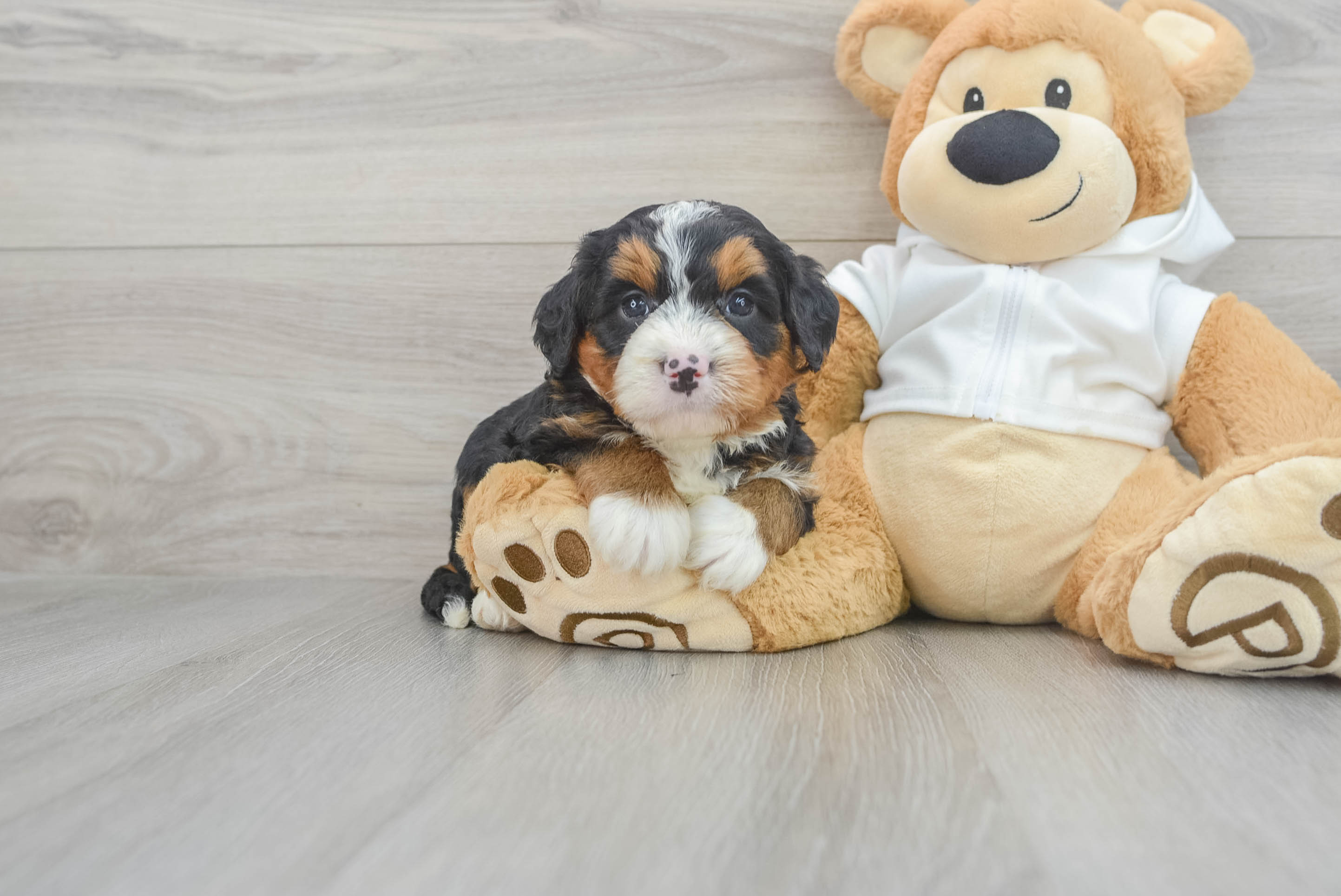 Adorable Bernadoodle Poodle Mix Puppy