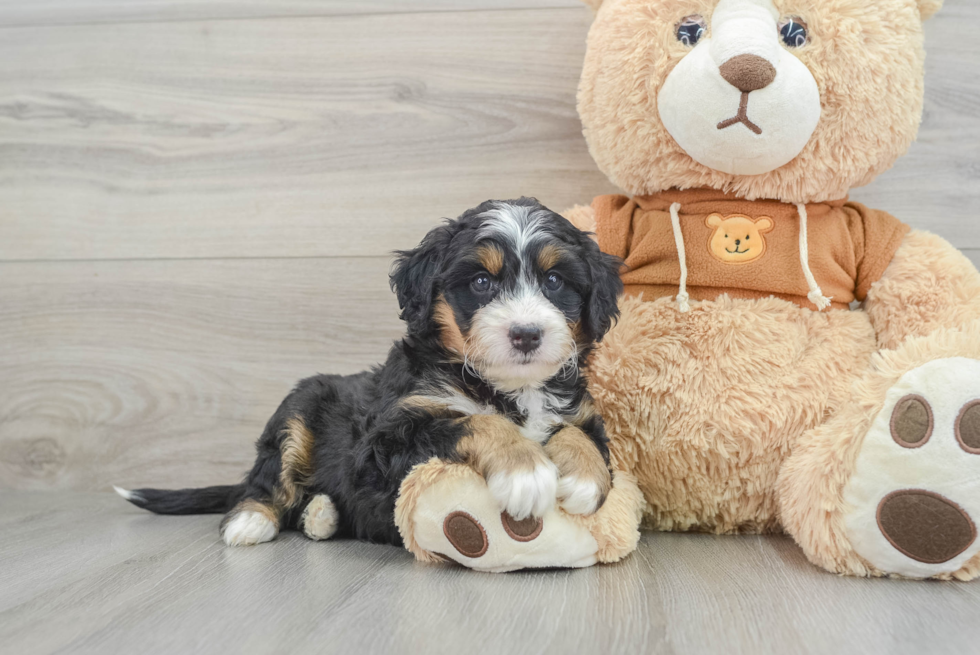 Best Mini Bernedoodle Baby