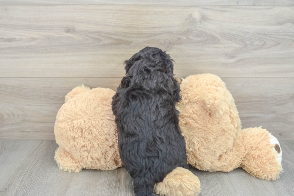 Mini Bernedoodle Puppy for Adoption