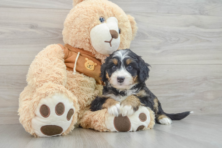 Mini Bernedoodle Puppy for Adoption