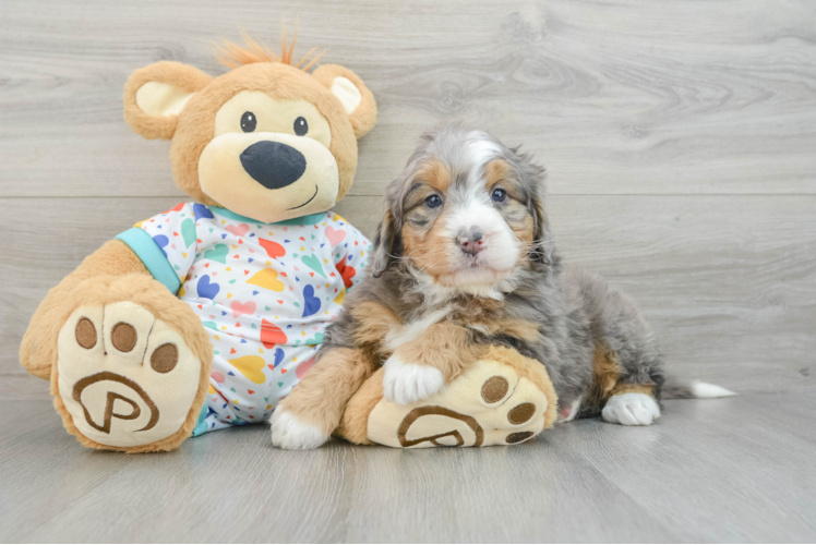 Meet Anika - our Mini Bernedoodle Puppy Photo 1/3 - Puppy Love PR Hypoallergenic Mini Bernadoodle Poodle Mix Puppy