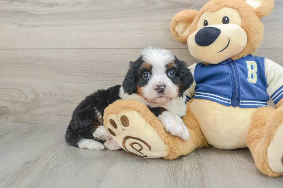 5 week old Mini Bernedoodle Puppy For Sale - Puppy Love PR