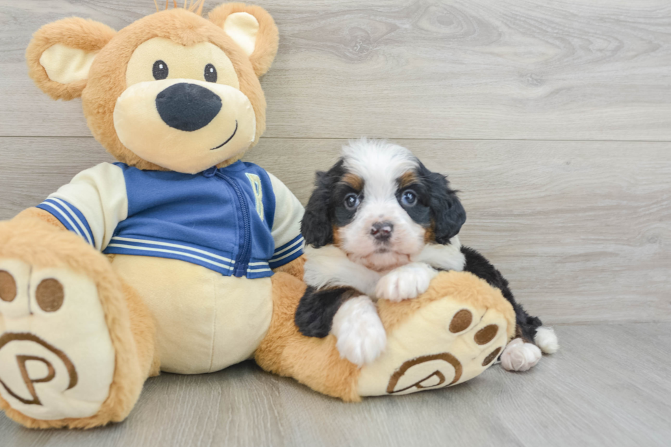 Mini Bernedoodle Pup Being Cute