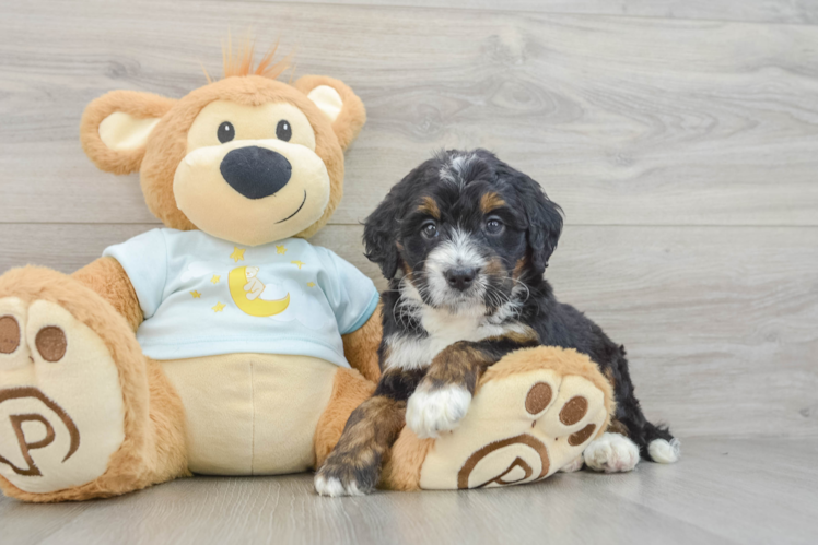 Hypoallergenic Mini Bernepoo Poodle Mix Puppy