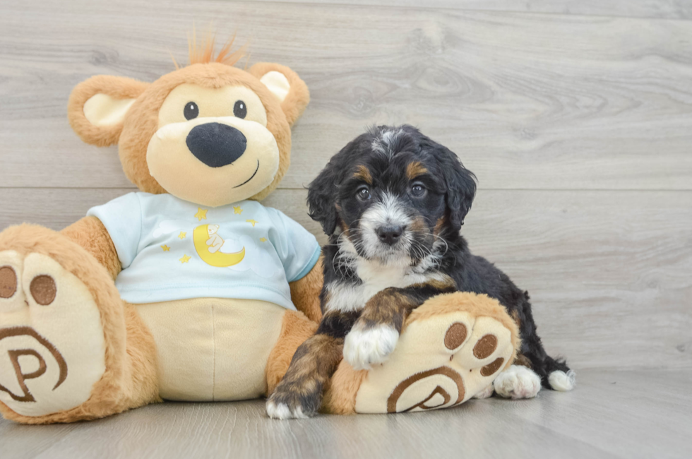 7 week old Mini Bernedoodle Puppy For Sale - Puppy Love PR