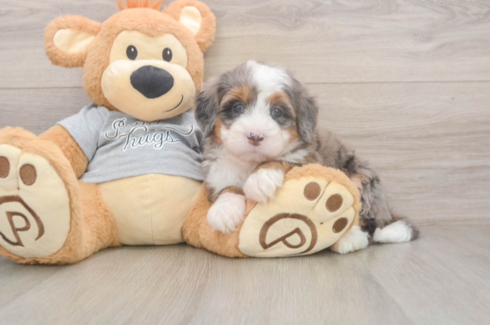 5 week old Mini Bernedoodle Puppy For Sale - Puppy Love PR