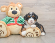 6 week old Mini Bernedoodle Puppy For Sale - Puppy Love PR
